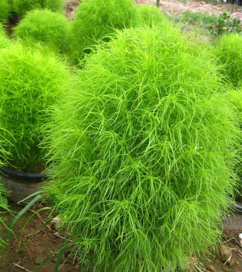 红地肤种子绿地肤扫帚草花籽花海阳台盆栽植庭院植物观叶花卉