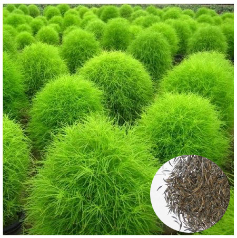 红地肤种子绿地肤扫帚草花籽花海阳台盆栽植庭院植物观叶花卉