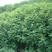 山毛豆种子白灰毛豆种籽道路护坡灌木山地造林荒地绿化改良水