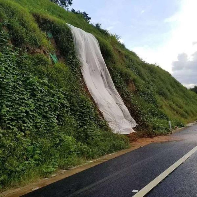 山毛豆种子白灰毛豆种籽道路护坡灌木山地造林荒地绿化改良水