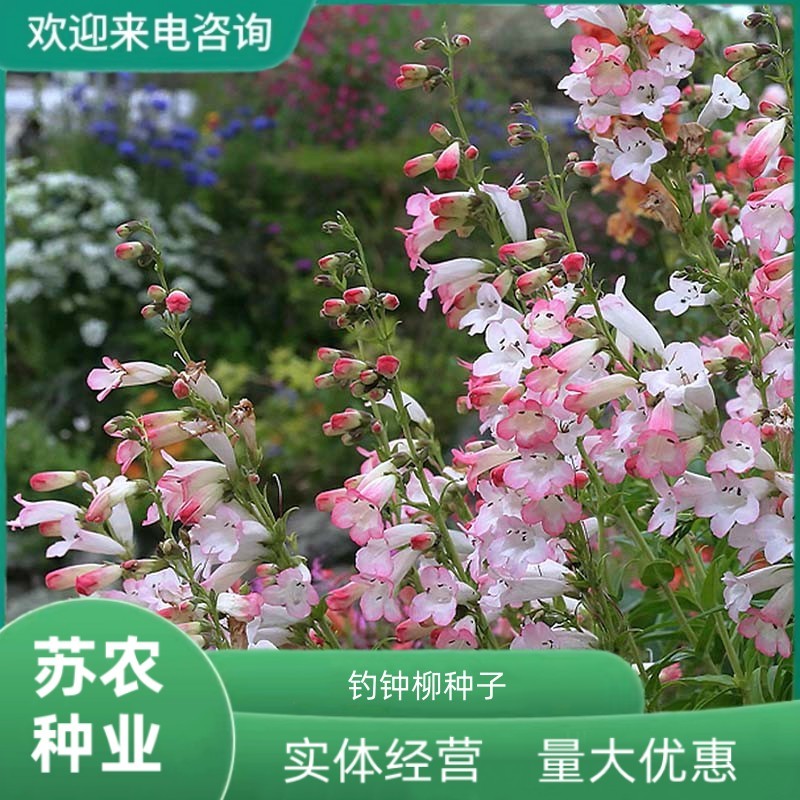 钓钟柳种子吊钟柳花卉种子庭院阳台草花种子景观花海花种子花