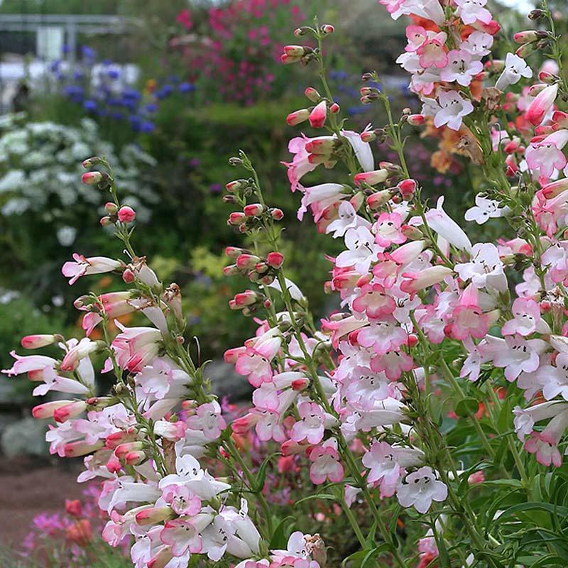 钓钟柳种子吊钟柳花卉种子庭院阳台草花种子景观花海花种子花
