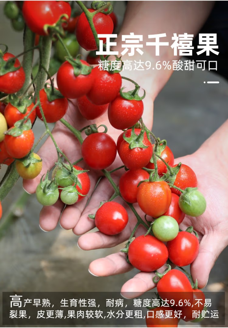 千禧小番茄苗樱桃小番茄苗可口高产抗病免费技术指导