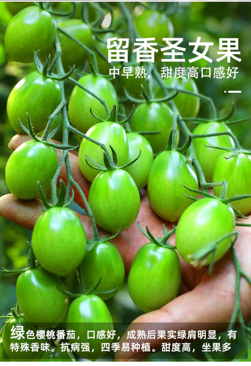 千禧小番茄苗樱桃小番茄苗可口高产抗病免费技术指导