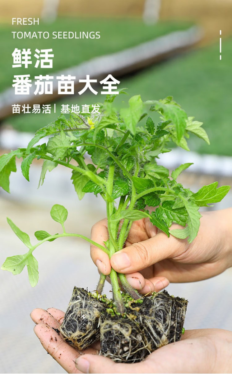 千禧小番茄苗樱桃小番茄苗可口高产抗病免费技术指导