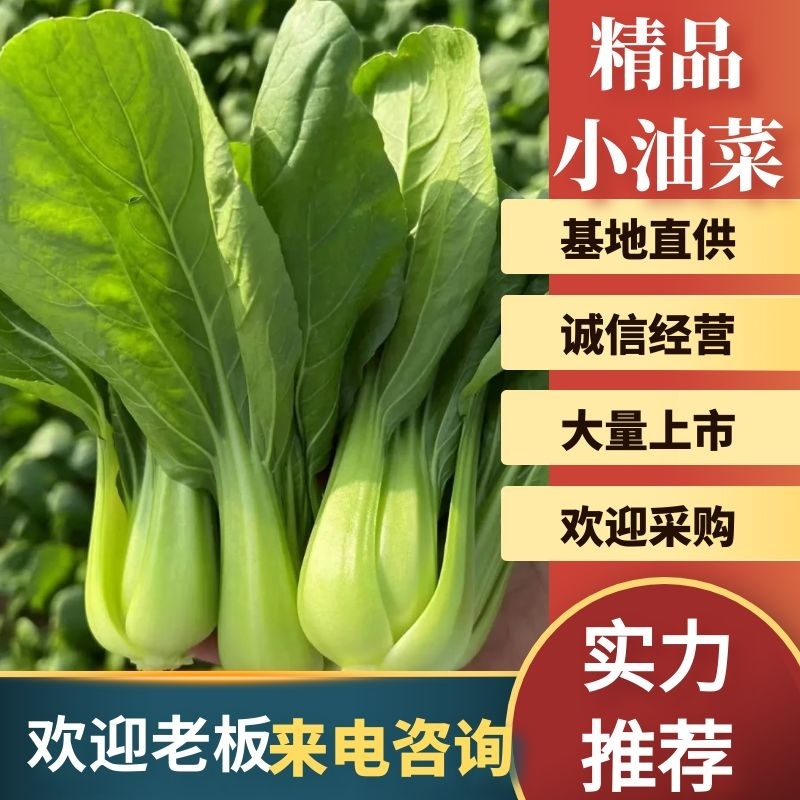 精品小油菜，大量有货，量大从优，一手货源