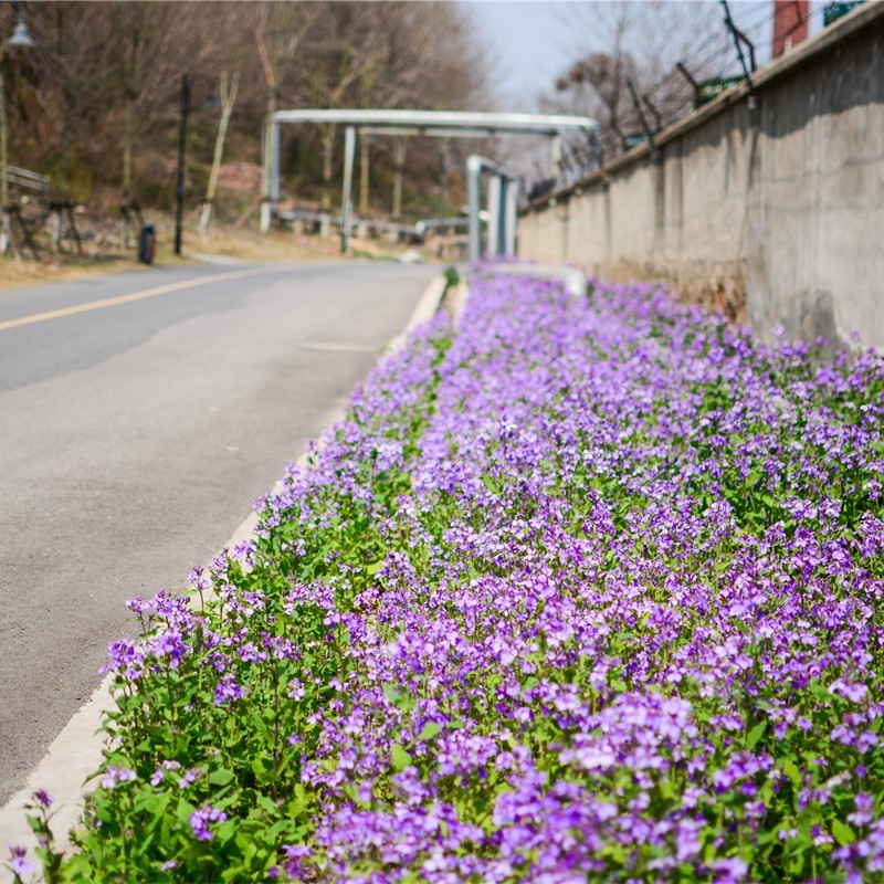 二月兰种子花种子花种籽子多年生诸葛菜种籽耐阴耐寒绿化易活