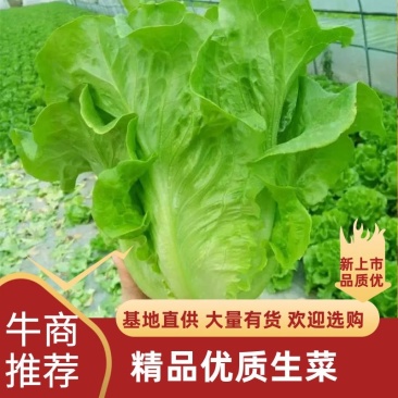 精品叶菜，精品生菜意大利生菜一手货源视频看货以质论价