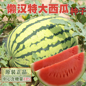 甜美品胜18西瓜种子甜度高13.8大瓜30公斤个头大