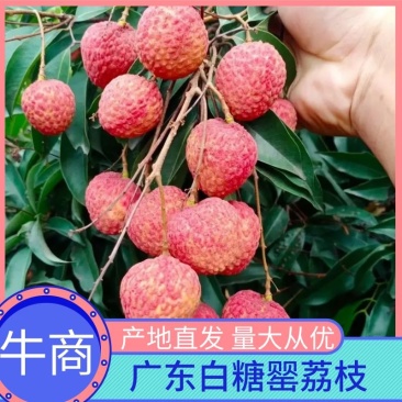【实力商家】广东白糖罂荔枝,批发商市场商超超市优先发货