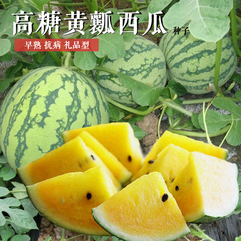黄壤西瓜种子玉兰小西瓜种子小西瓜籽礼品西瓜籽耐裂甜早熟