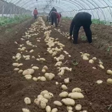 泗水泉林镇黄心土豆产地一手货源全国发货货源采购