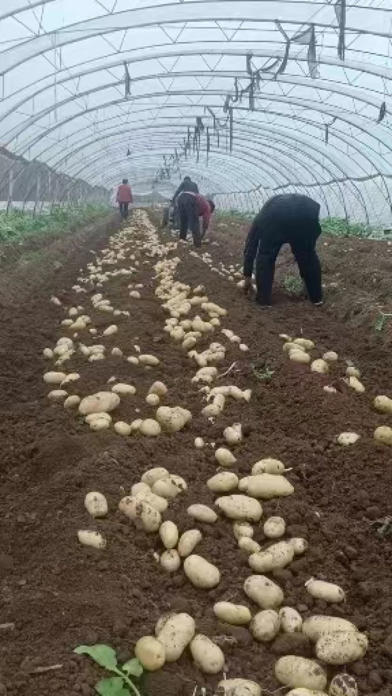 泗水泉林镇黄心土豆产地一手货源全国发货货源采购