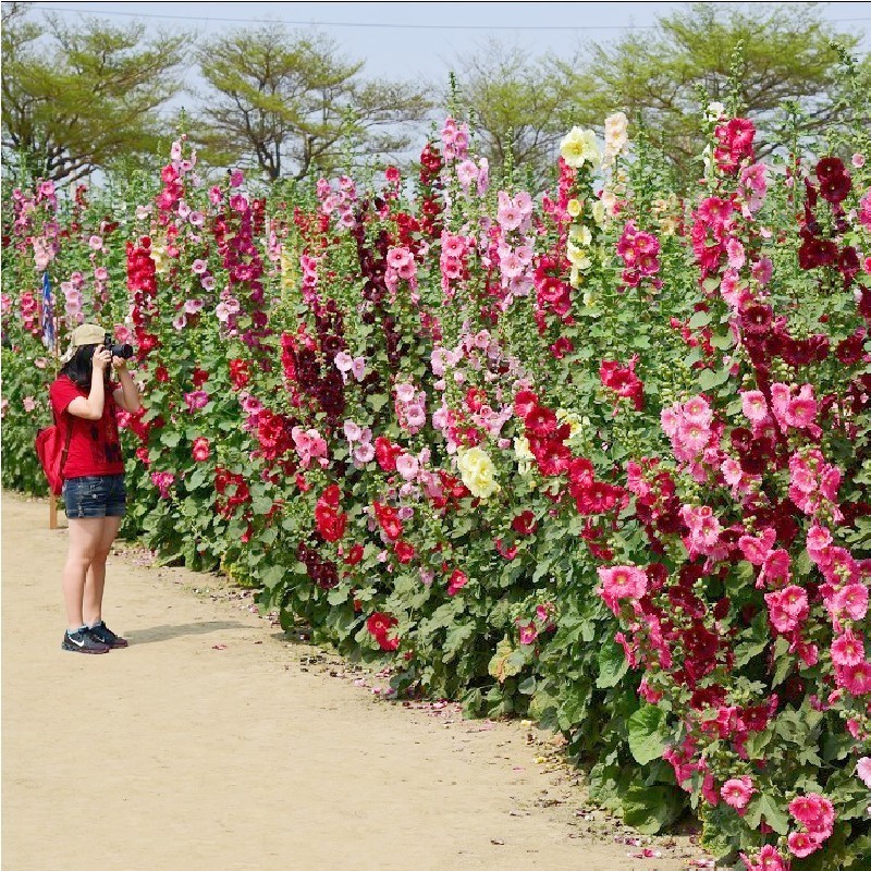 蜀葵种子大花重瓣四季室外庭院盆栽易种多年生一丈红蜀葵花孑