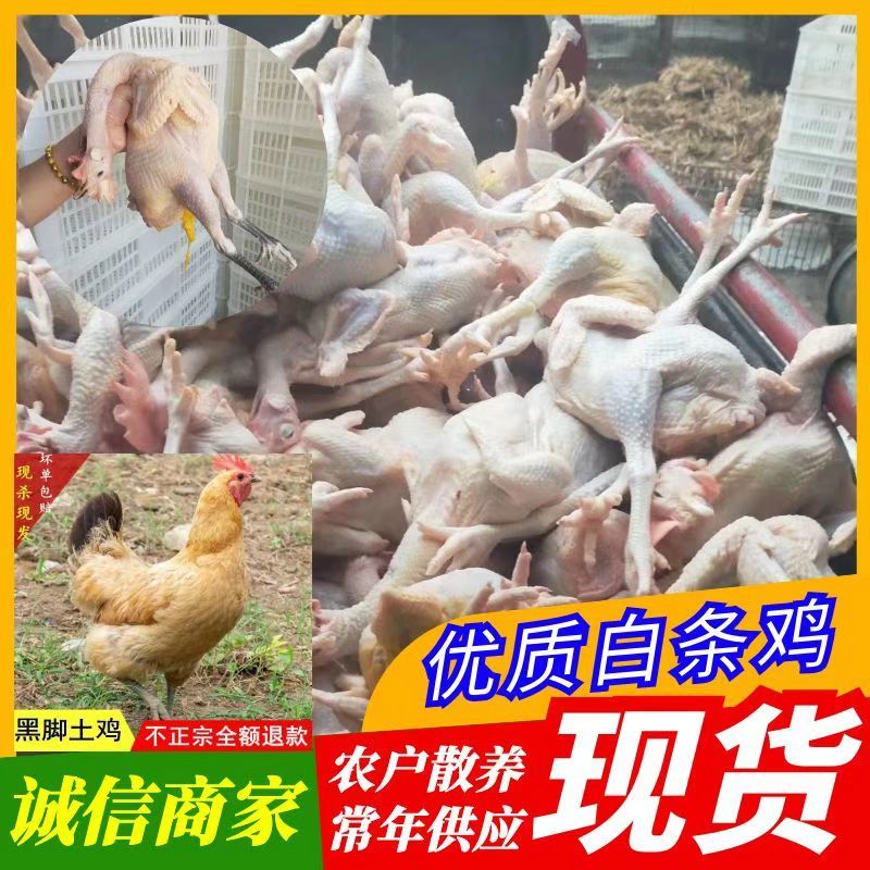 大量供应、真空包装土鸡、白条鸡、保证质量、常年供货