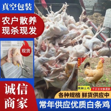 常年供应【白条鸡】农户散养鸡、规格齐全、量大从优
