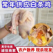真空包装老母鸡一件代发下蛋鸡土鸡各种规格常年大量供应