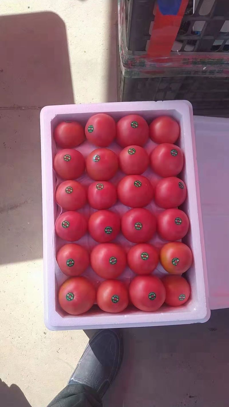 硬粉西红柿，货源充足，产地直供，保质保量保服务，品质保障