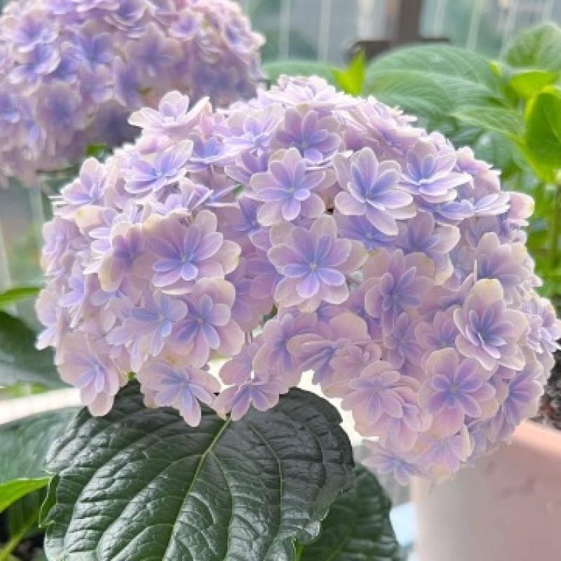绣球