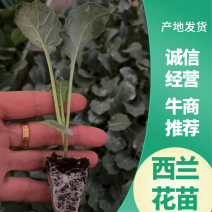 西兰花苗子基地直发易成活产量高品质保证欢迎选购实地考察