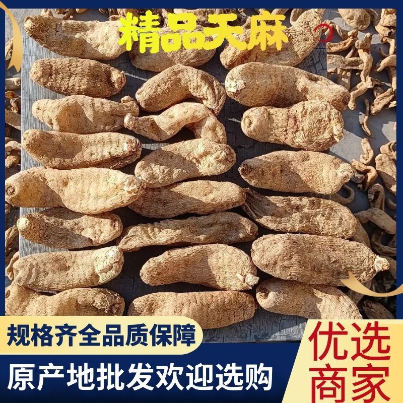 【精选】各种天麻大量批发规格齐全对接全国药材市场