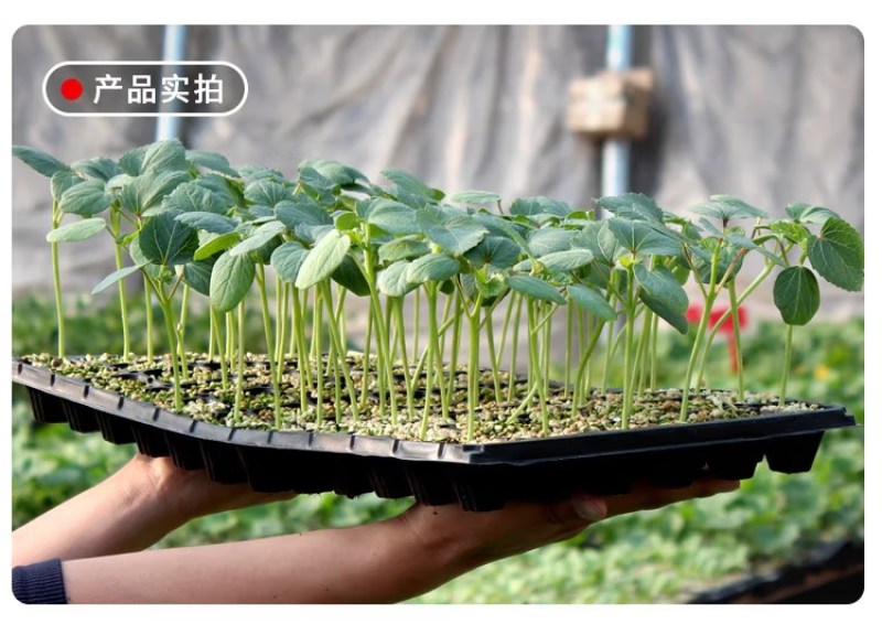 小圆黄千禧樱桃小番茄种苗黄番茄圣女果种苗甜度高抗病性
