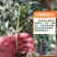 黑色小番茄苗甜度高，好吃产量高