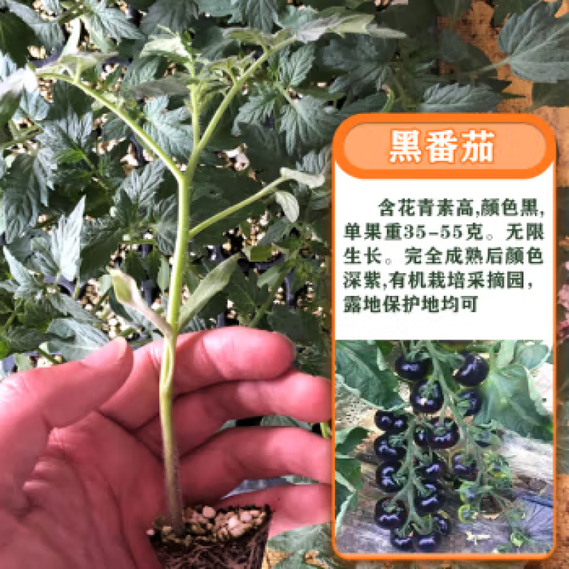 黑色小番茄苗甜度高，好吃产量高
