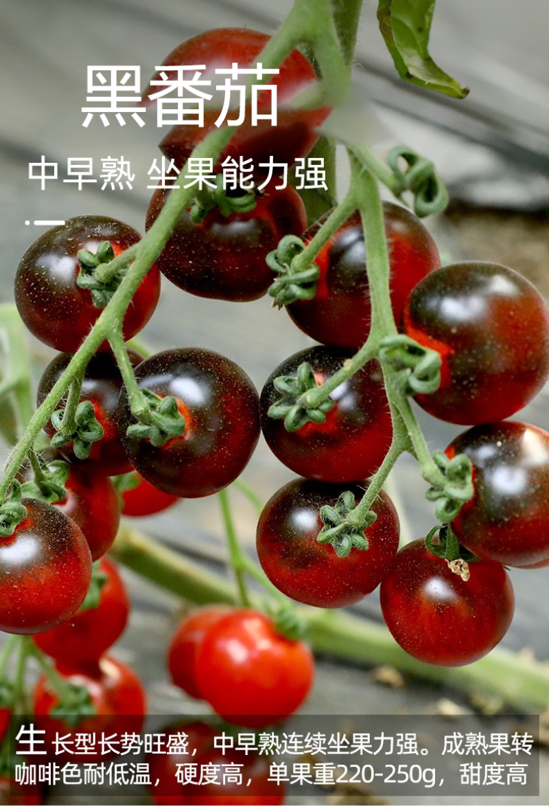 黑色小番茄苗甜度高，好吃产量高