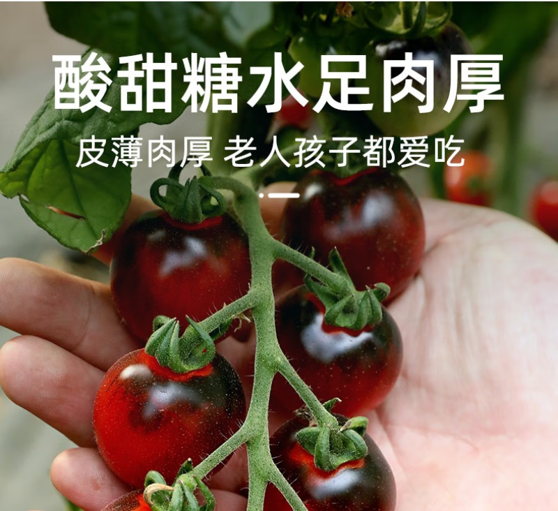 黑色小番茄苗甜度高，好吃产量高