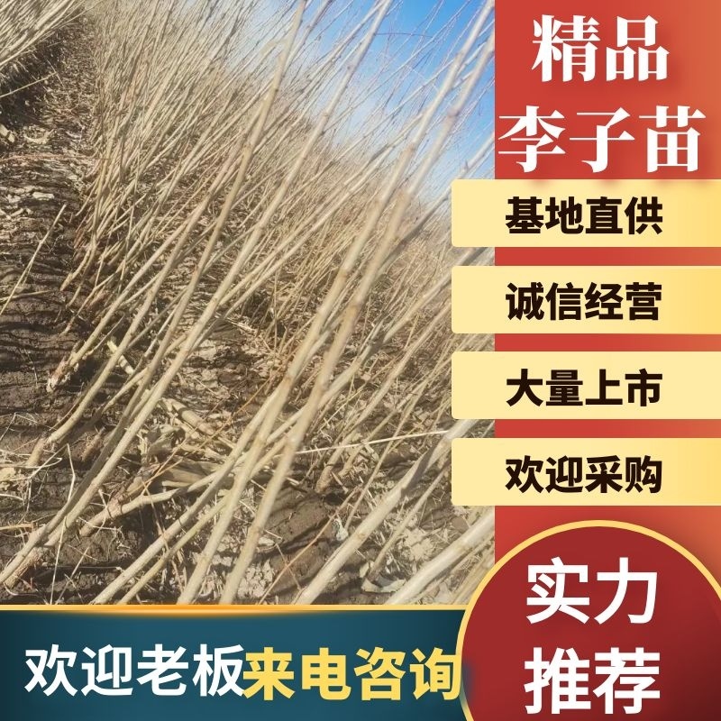 吉林省四平市梨树县李子苗正在起定品种丰富，质量好现起苗，