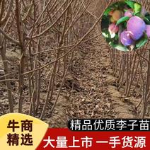 吉林省四平市梨树县大量批发李子苗，1-5年生，品种多，