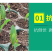 甜玉米苗玉米苗成活率高产量高基地直发