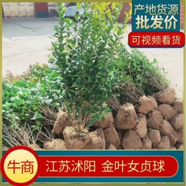 【金叶女贞球】高度60厘米根系粗壮对接绿化工程货源充足
