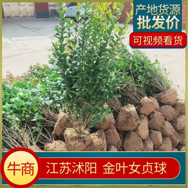 【金叶女贞球】高度60厘米根系粗壮对接绿化工程货源充足