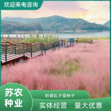 粉黛乱子草种子网红草花种籽子毛芒乱子草多年生花种子春天花
