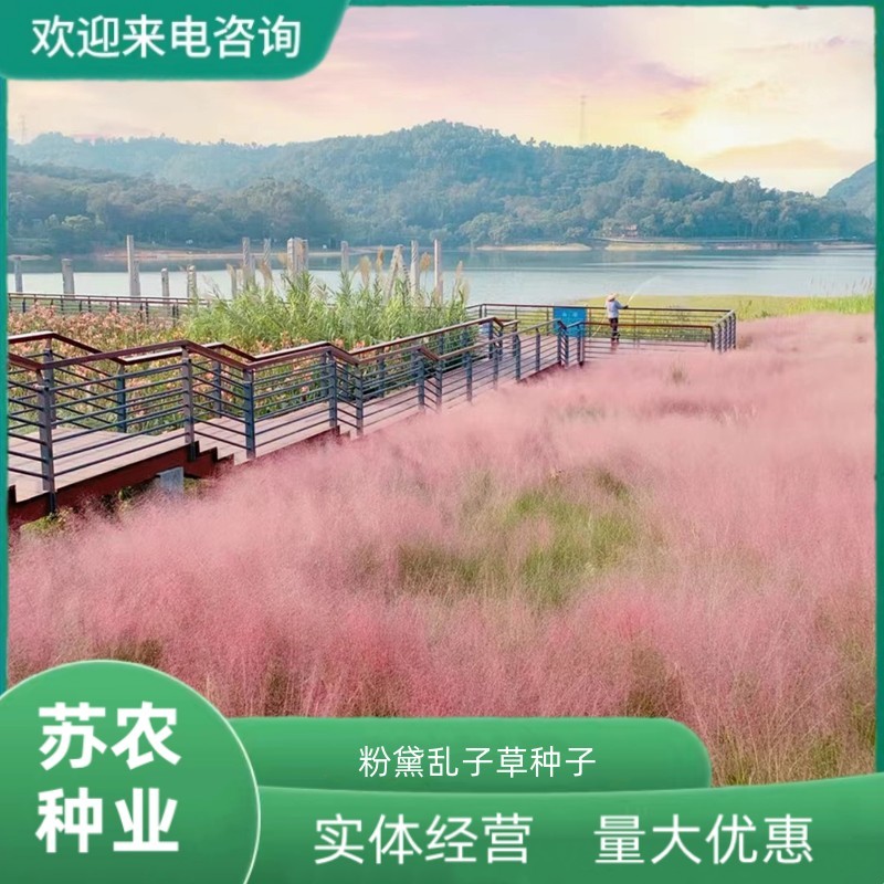 粉黛乱子草种子网红草花种籽子毛芒乱子草多年生花种子春天花