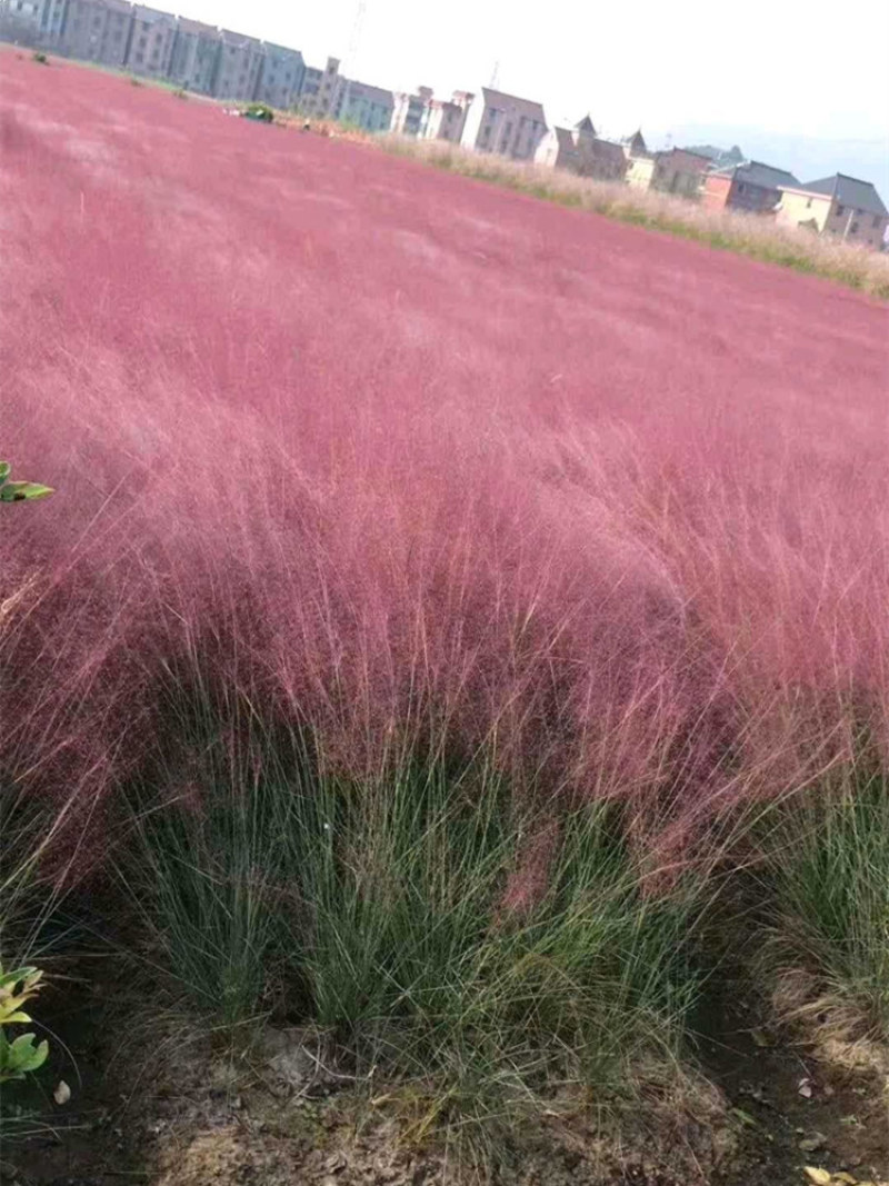 粉黛乱子草种子网红草花种籽子毛芒乱子草多年生花种子春天花