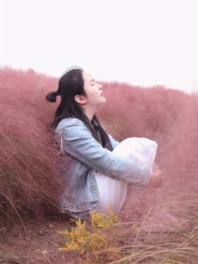 粉黛乱子草种子网红草花种籽子毛芒乱子草多年生花种子春天花