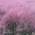 粉黛乱子草种子网红草花种籽子毛芒乱子草多年生花种子春天花