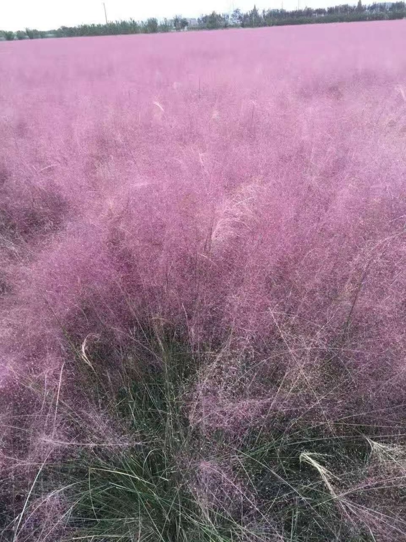 粉黛乱子草种子网红草花种籽子毛芒乱子草多年生花种子春天花