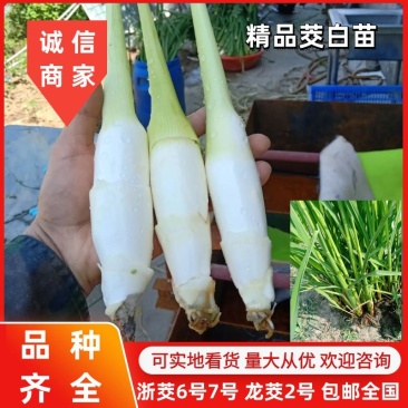 【提供技术】茭白苗浙茭6号7号龙茭2号包邮全国