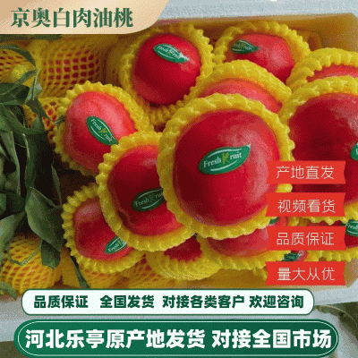 【京奥白肉油桃】原产地发货中油油桃货源充足全国发货品质好