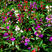 重瓣凤仙花种子盆栽地栽阳台室外春季花卉四季播种指甲花种籽