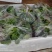 【优质】西兰花苗炎秀西蓝花苗保证品质全国发货