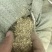 原产地花生秧，花生秧杆粉，可加工反刍动物饲料，兔饲料