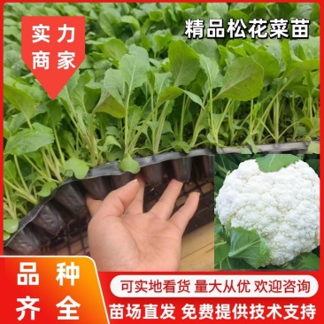 【菜花苗】有机菜花苗58天65天70天75天80天90天