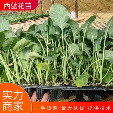 【优质】西兰花苗炎秀西蓝花苗保证品质全国发货