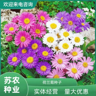 荷兰菊种子多年生紫色花卉种子蓝色低矮盆栽垂吊绿化景观易活
