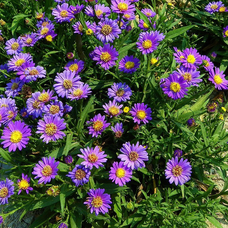 荷兰菊种子多年生紫色花卉种子蓝色低矮盆栽垂吊绿化景观易活
